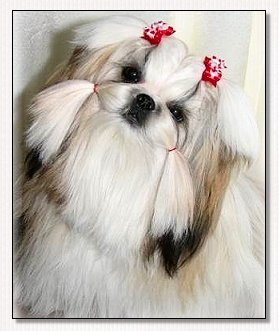 Shih Tzu~Modeling Heavenly Hearts Red Tiny Ties Bows!