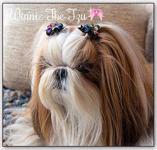 Shih Tzu-"Winnie the Tzu" 