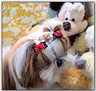 Shih Tzu-