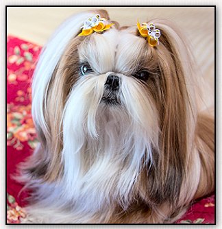 Shih Tzu-