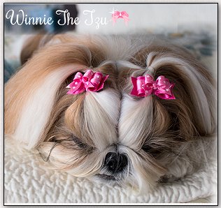 Shih Tzu-