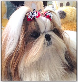 Winnie the Tzu-Minnie Mouse Tiny Ties!