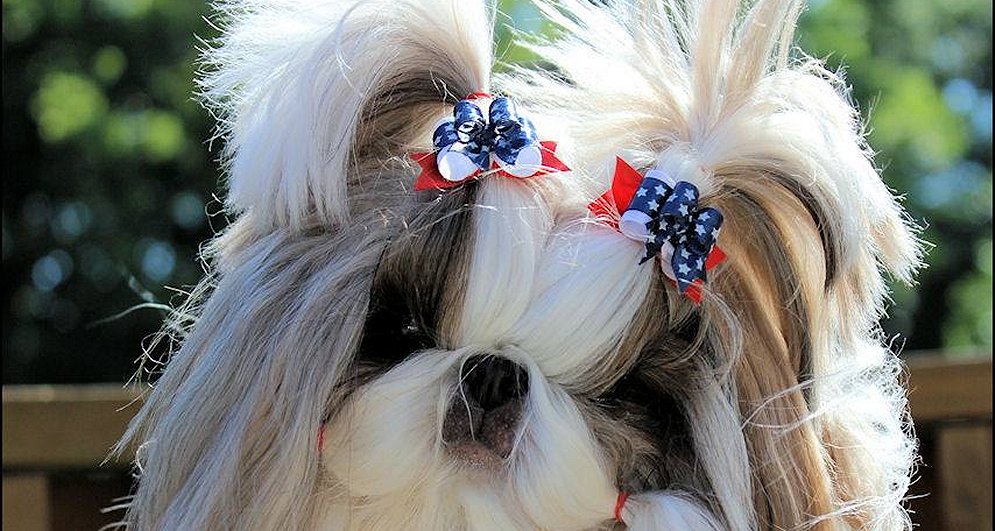 Shih Tzu~Mr Foo's Bunny Beury Breadloaf.....BUNNY 