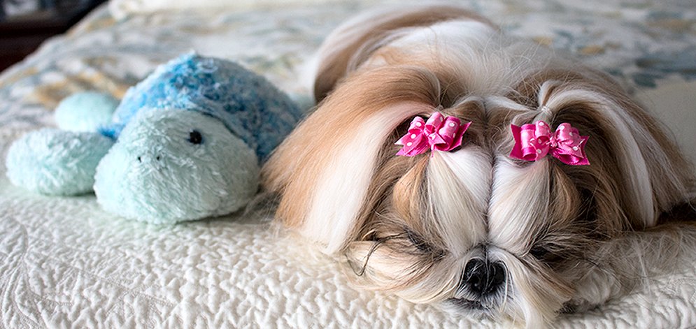 Shih Tzu~Winnie the Tzu wearing hot pink tiny ties dog bows