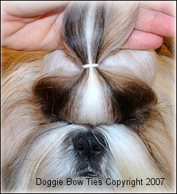 Image:  Starting at the outer corner of the eye...make a part straight across.  Don't use too much hair for this section!!!  This section should be about 1/2" deep; then part straight across the hairs above his nose.