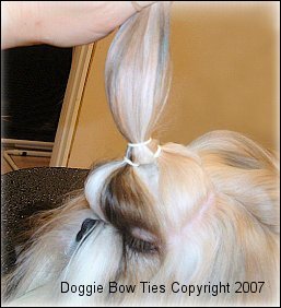 shih tzu hair knots