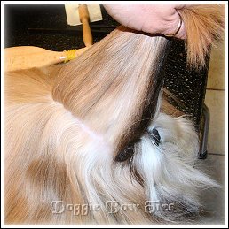 Image: Feel the top of your Shih Tzu’s head and locate the tiny bump towards the center back of the head. This will be your stopping point when you are parting the hair for the Shih Tzu topknot.