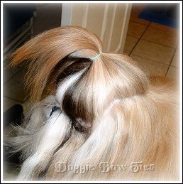 Image: Topknot parted over the ears. Your section of topknot hair will be in a triangular shape.