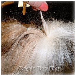 Image: Band the front section of hair about 1 inch from the scalp holding the hair perpendicular to the head. Make sure that you wrap the band a couple of times. Now take a few hairs from the center-back of this section and holding them straight up, gently push your band to the scalp.
