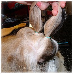 Image: Now band your back section of topknot hair closer to the head about 1/2 inch from the scalp. Wrap the band a couple of times. Take a few hairs from the center- front of this section and holding them straight up, gently push your band to the scalp. This secures your back section to the head and will make your back section comfortable and give it a tiny poof towards the back.